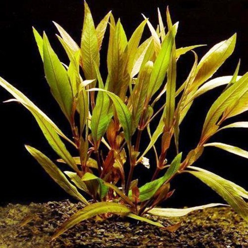 Hygrophila Angustifolia