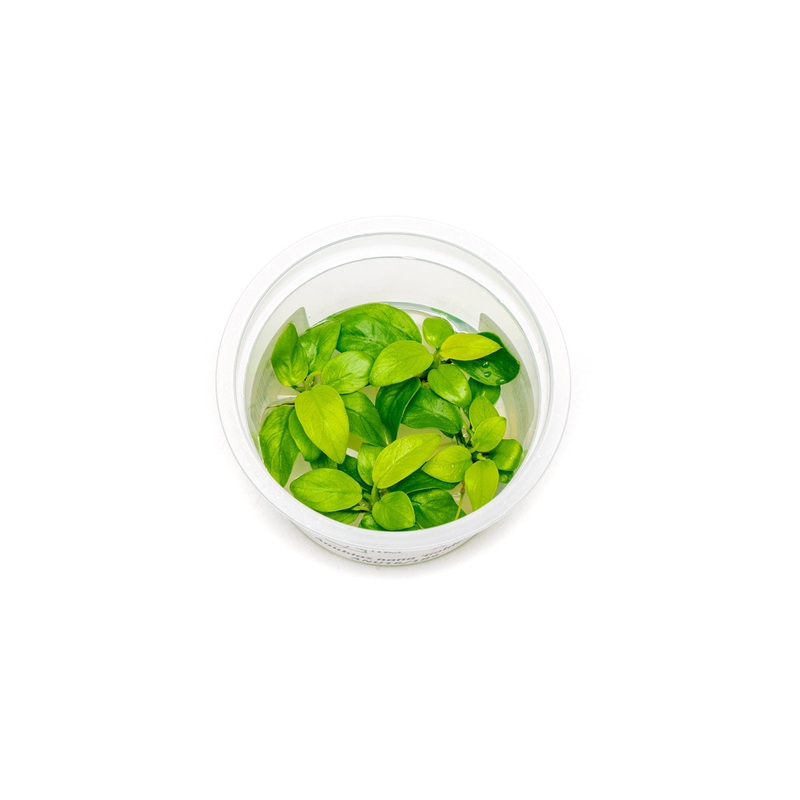 Anubias Nana Golden Aquatic Farmer Tissue Culture