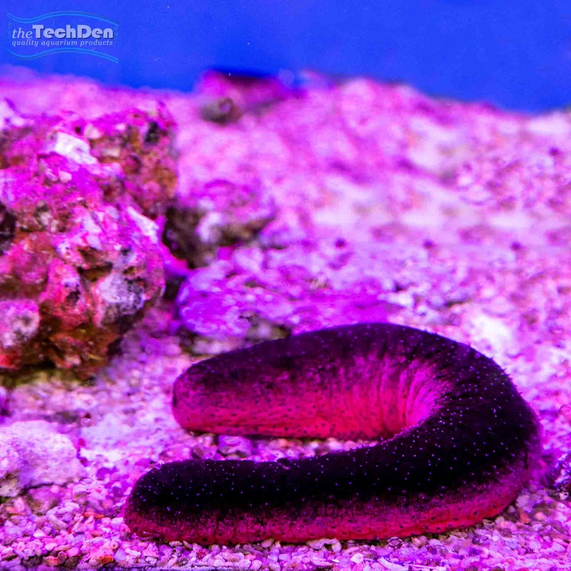 Burnt Sausage Cucumber (No Online Purchases)