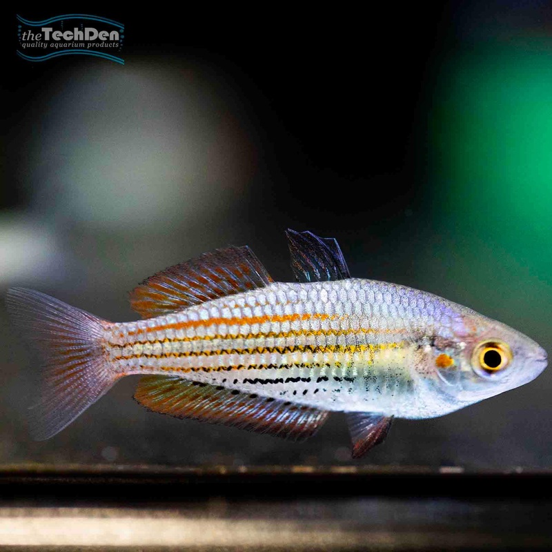 Hilda Creek Rainbow -(No Online Purchases)