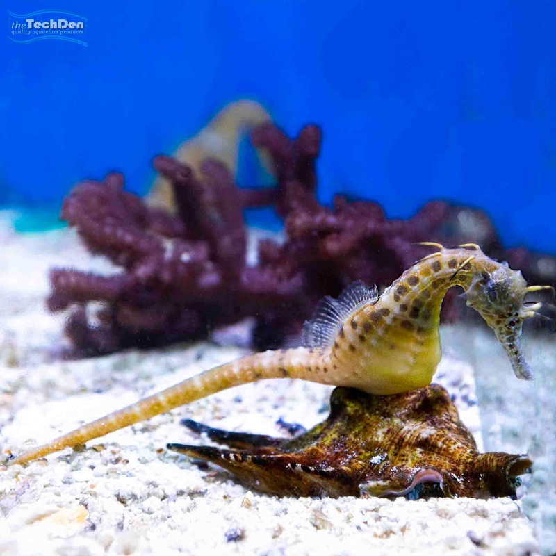 Seahorse Aquacultured – Kuda (No Online Purchases)