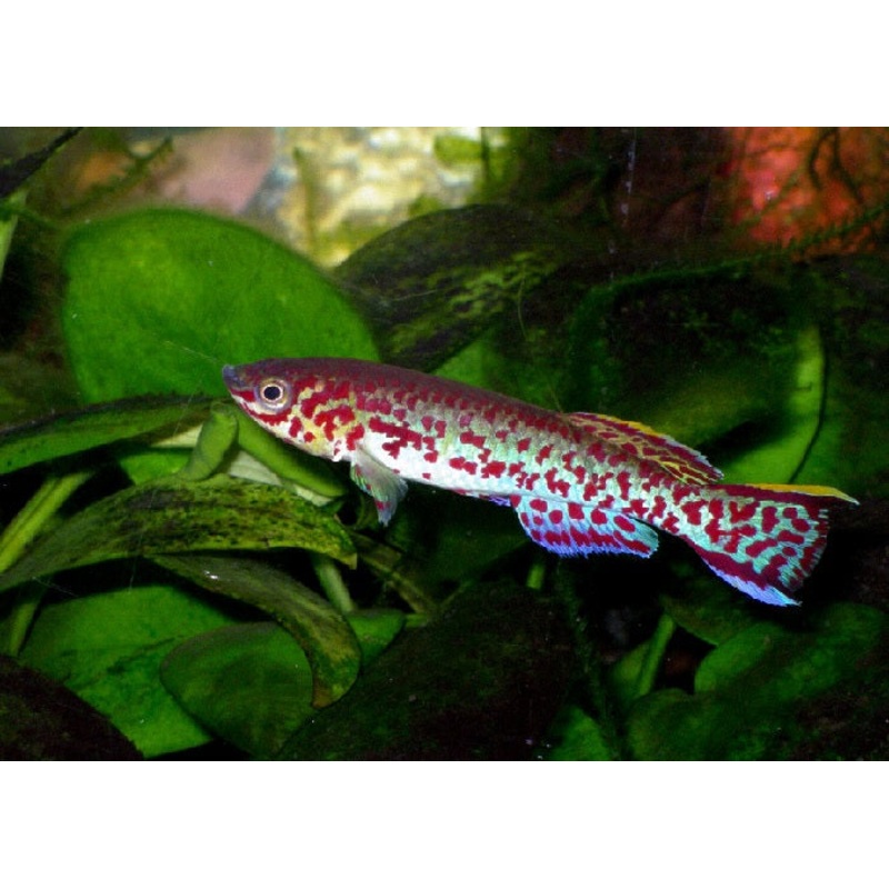 Steel Blue Lyretail “Fundulopanchax gardneri”