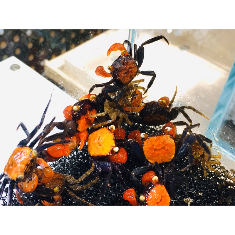 Geosesarma hagen (Red Devil Vampire Crab)