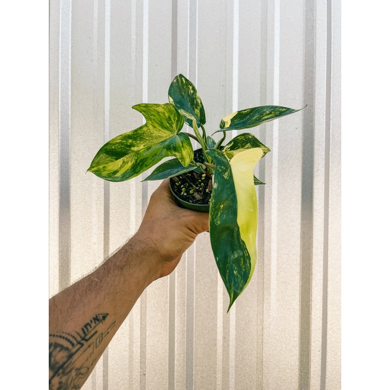 4″ Philodendron Florida Beauty ‘Sunrise’