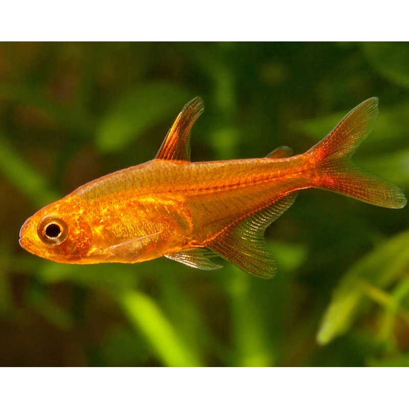 Amber Tetra (Hyphessobrycon amandae)