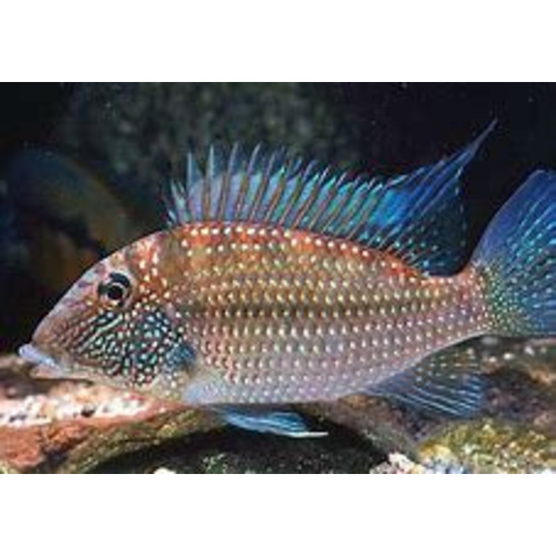 Demon Eartheater (Satanoperca jurupari)