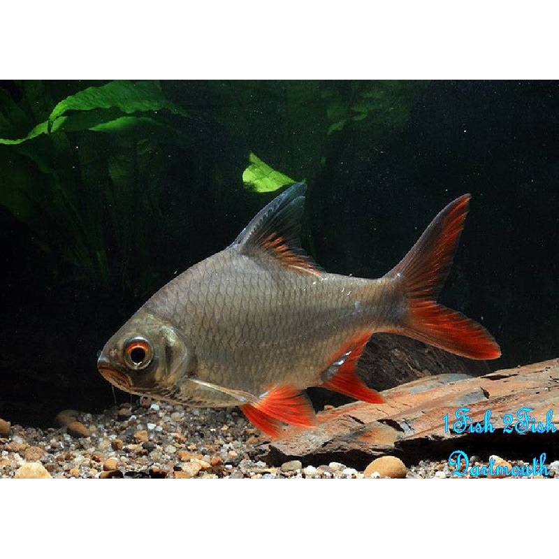 Tinfoil Barb “Barbonymus schwanenfeldii”