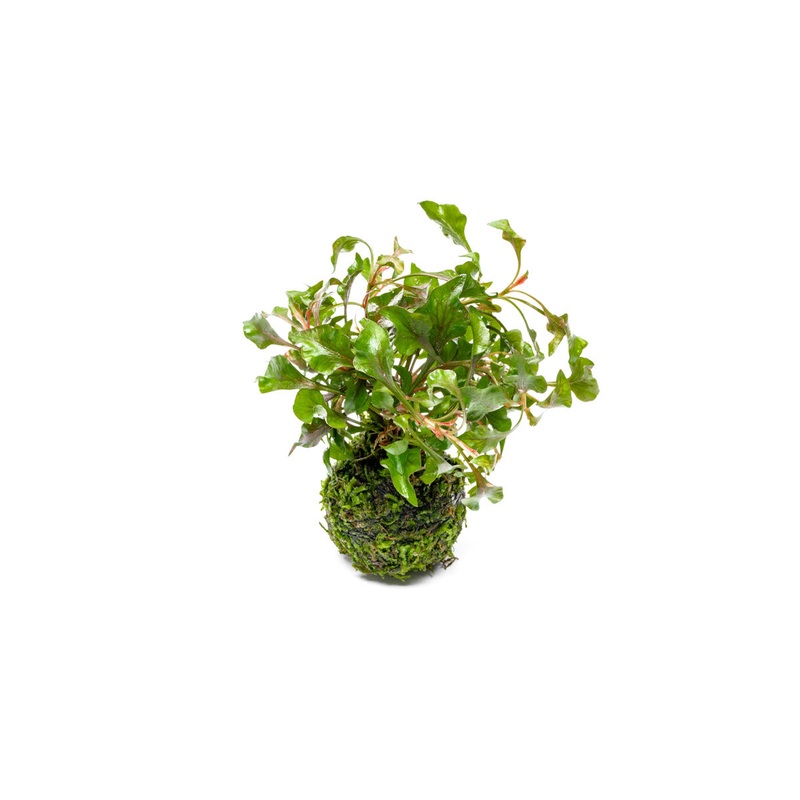 Alternanthera Bettzickiana Red on Clay Moss Ball