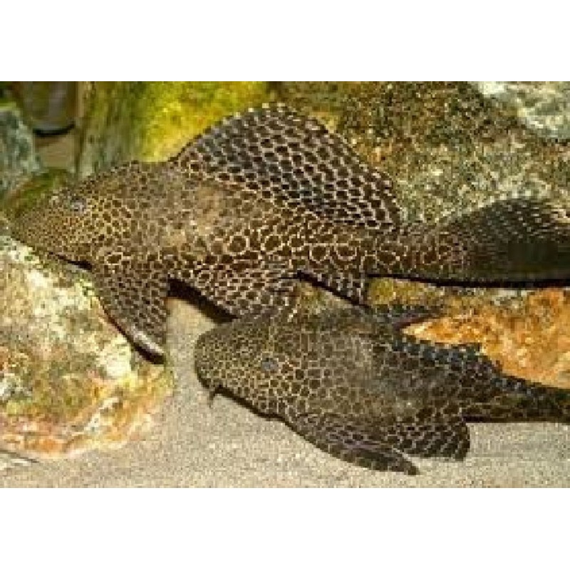 Common Pleco “Hypostomus plecostomus”