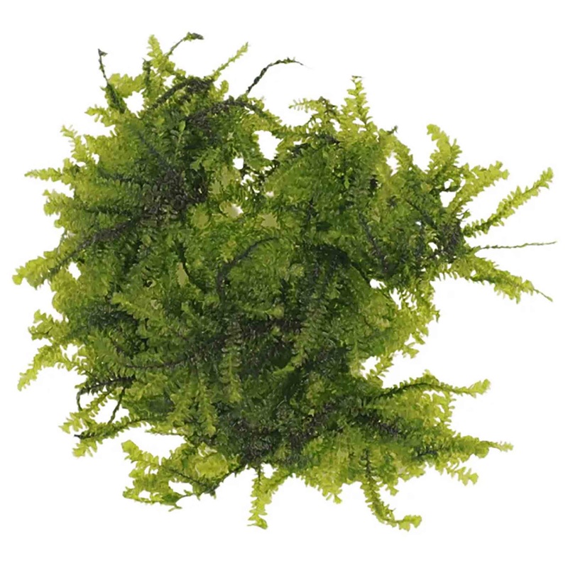 Aqualabs Weeping Moss-Live Plant- Instore Pick up*