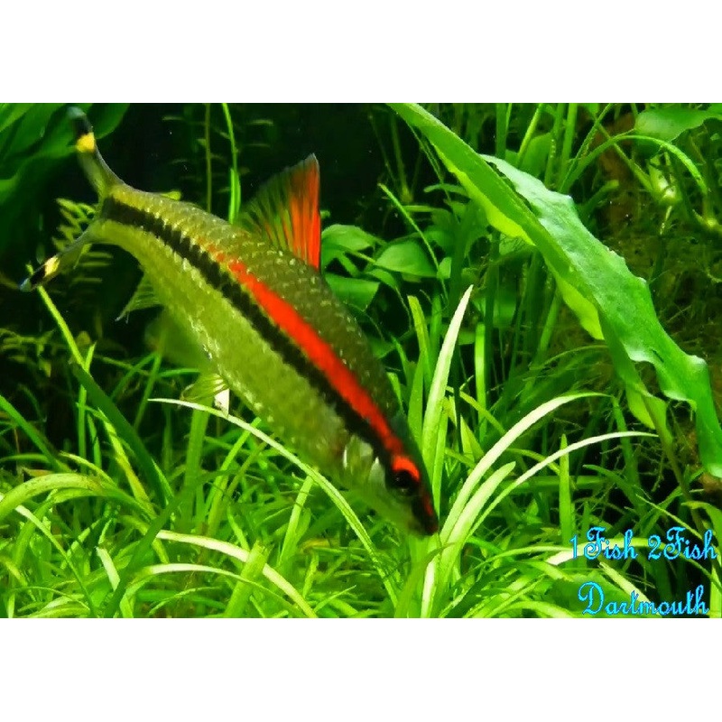 Denison Barb “Sahyadria denisonii”