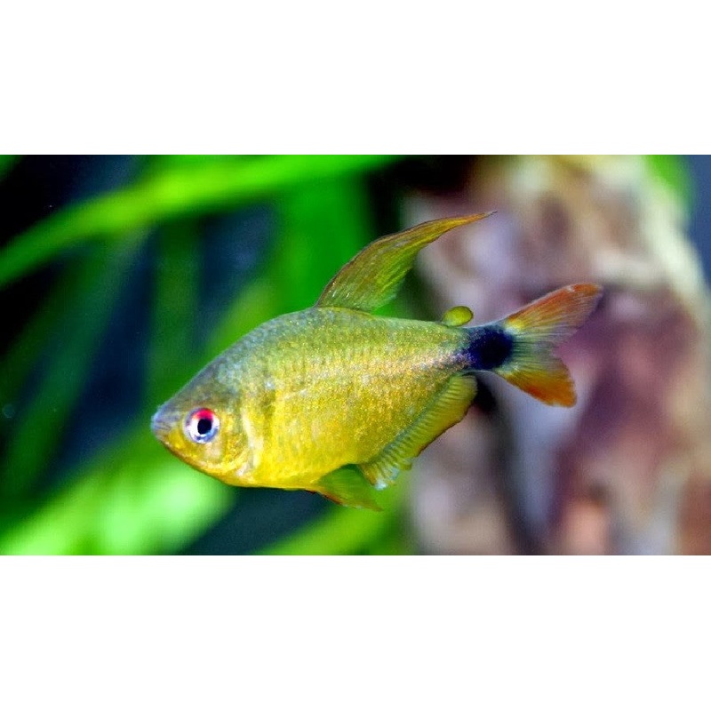 Kitty Tetra “Hyphessobrycon heliacus”