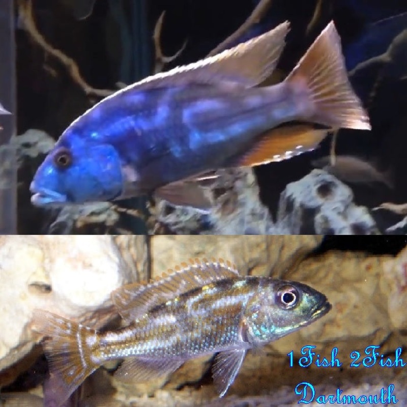 Fusco Cichlid “Nimbochromis fuscotaeniatus“