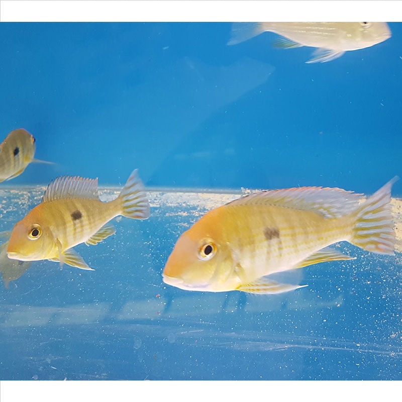 Orange Head Tapajos – (No Online Purchases)