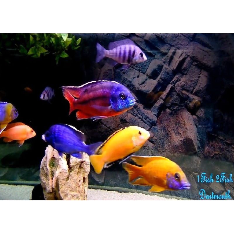 Red Zebra Cichlid