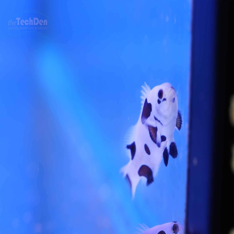 Black Storm (Ocellaris) – (No Online Purchases)