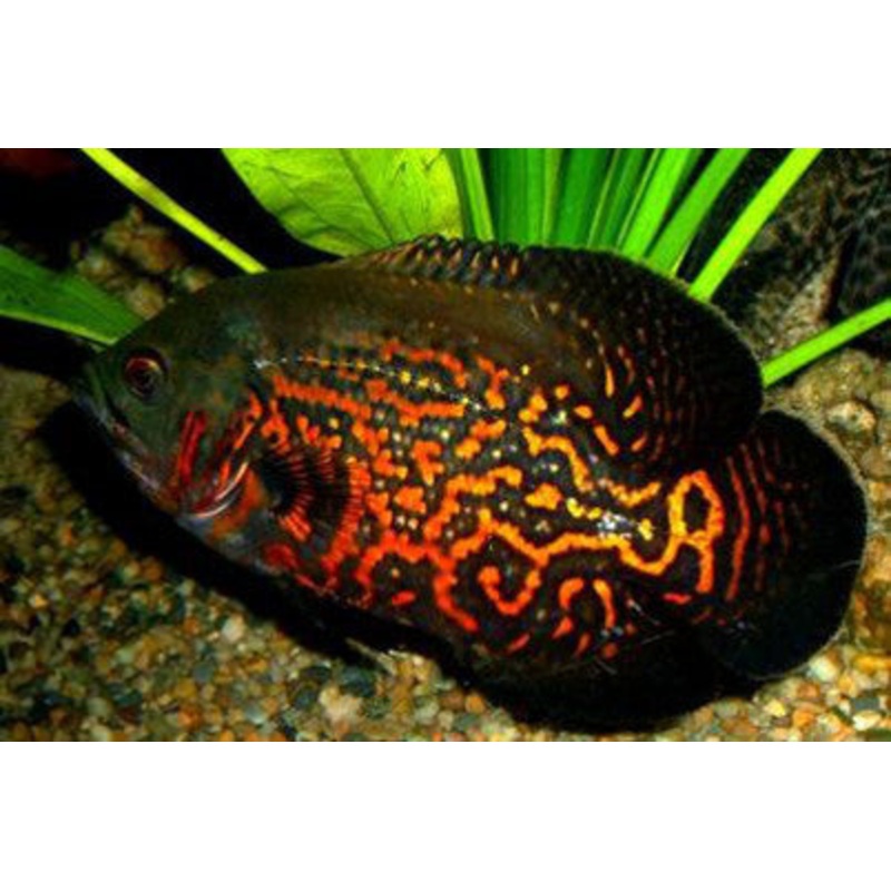 Red Tiger Oscar Cichlid “Astronotus ocellatus”