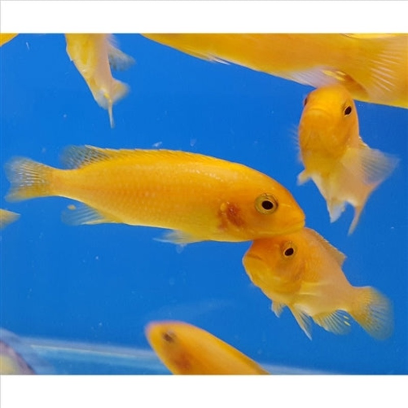 Red Zebra Cichlid – (No Online Purchases)