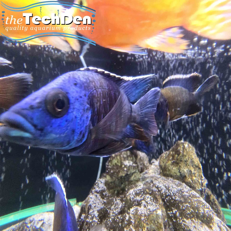 Assorted Peacocks 10+ – (No Online Purchases)