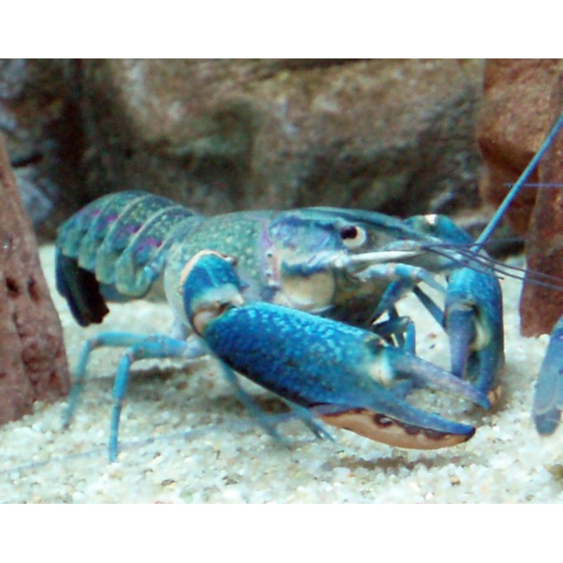 Blue Lobster
