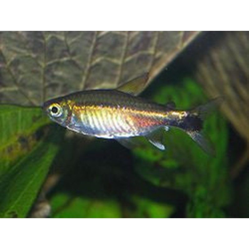 Costello Tetra