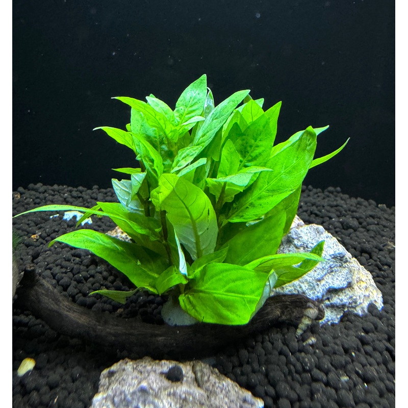 Staurogyne Repens Plant