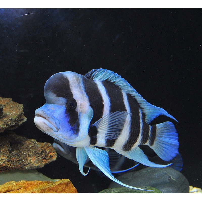 Frontosa Cichlid “Cyphotilapia frontosa”