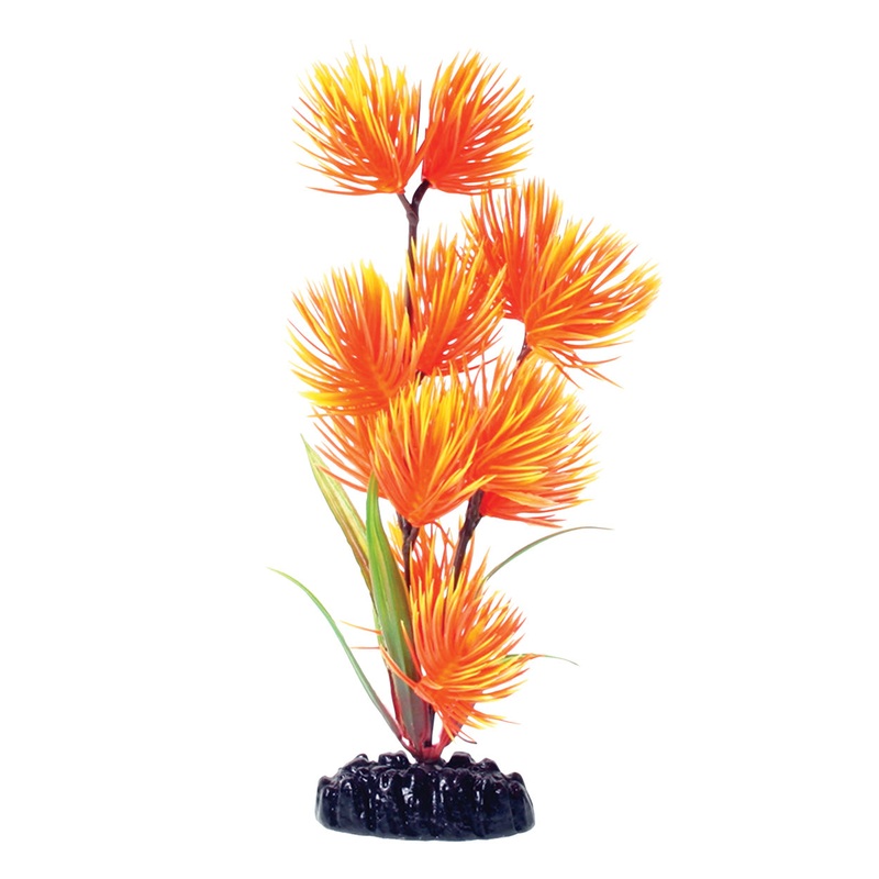 Orange/Yellow Conifer – 8″ Aquarium Plant