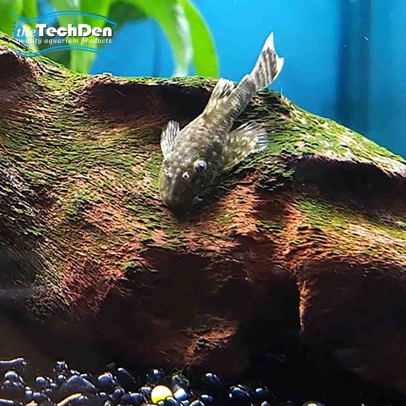 Bristlenose Common Medium – (No Online Purchases)