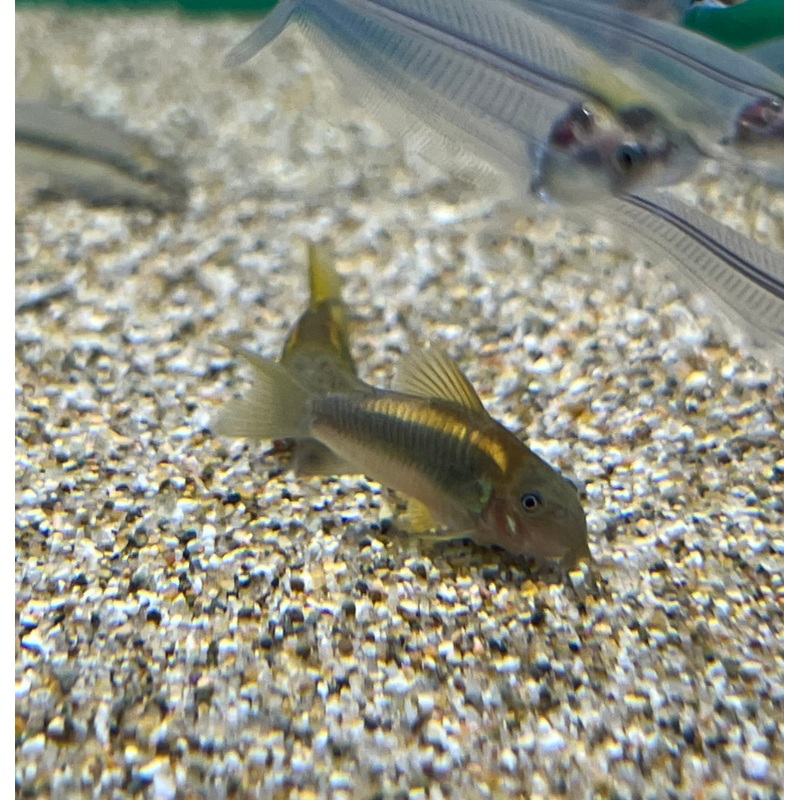 Gold Laser Corydora (No Online Purchases)