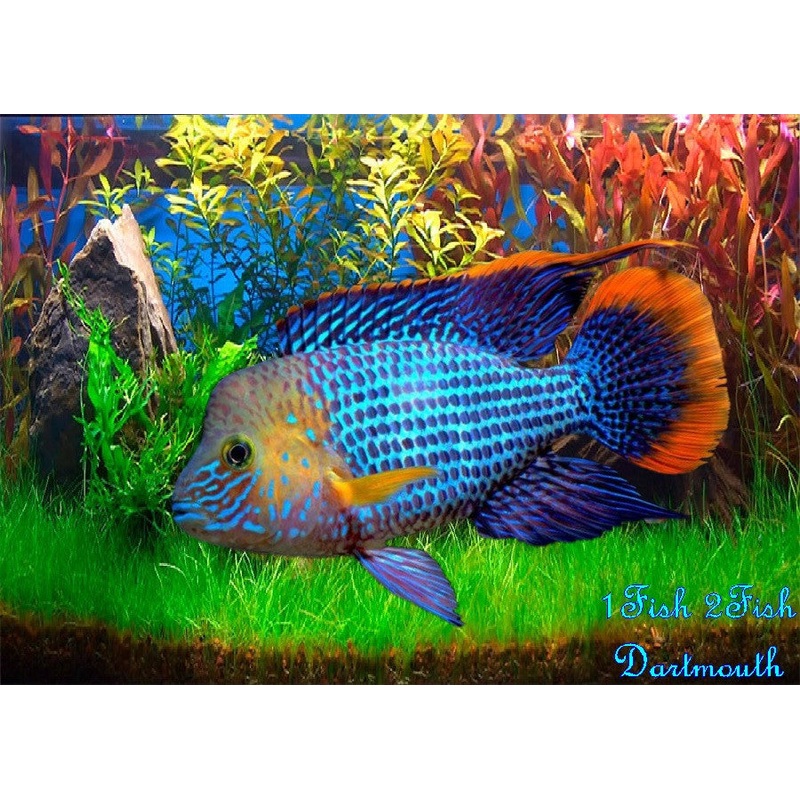 Green Terror – Golsom “Andinoacara rivulatus”