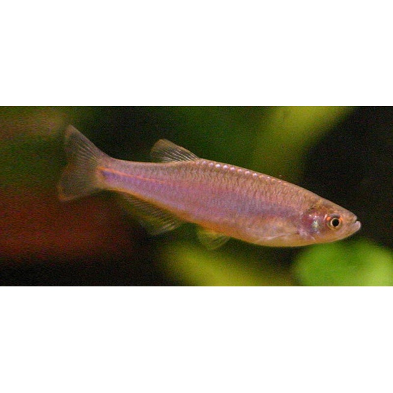 Pink Pearl Danio “Danio albolineatus”