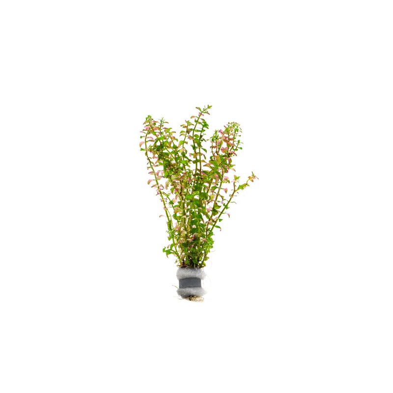 Rotala Sp. Pearl