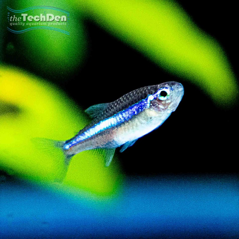 Green Neon Tetra – (No Online Purchases)