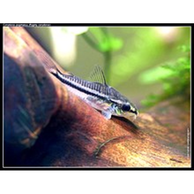 Pygmy corydoras (Corydoras pygmaeus,)