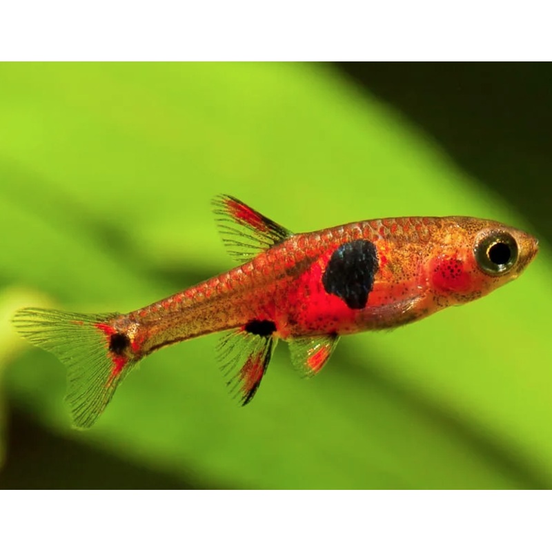 Boraras naevus (Strawberry Rasbora)