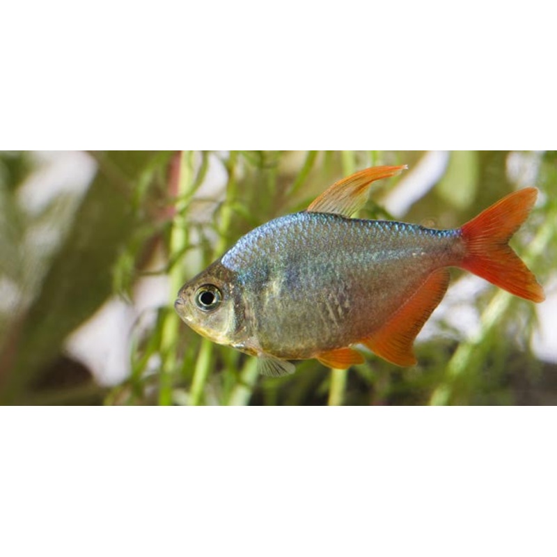 Columbian Redfin Tetra “Hyphessobrycon Columbianus”