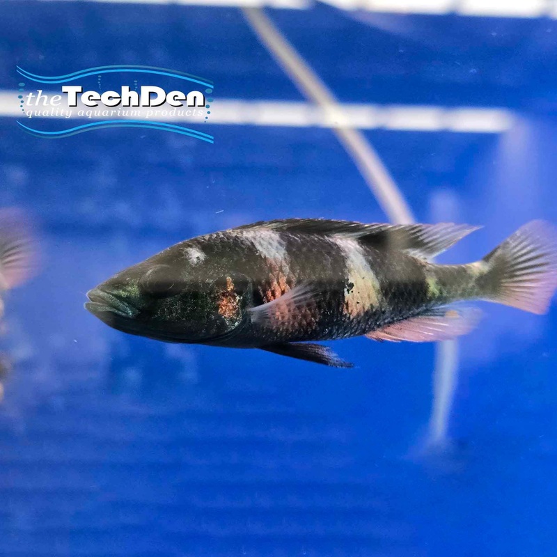 Crimson Tide Cichlid (Astatotilapia Latifasciatus) – (No Online Purchases)
