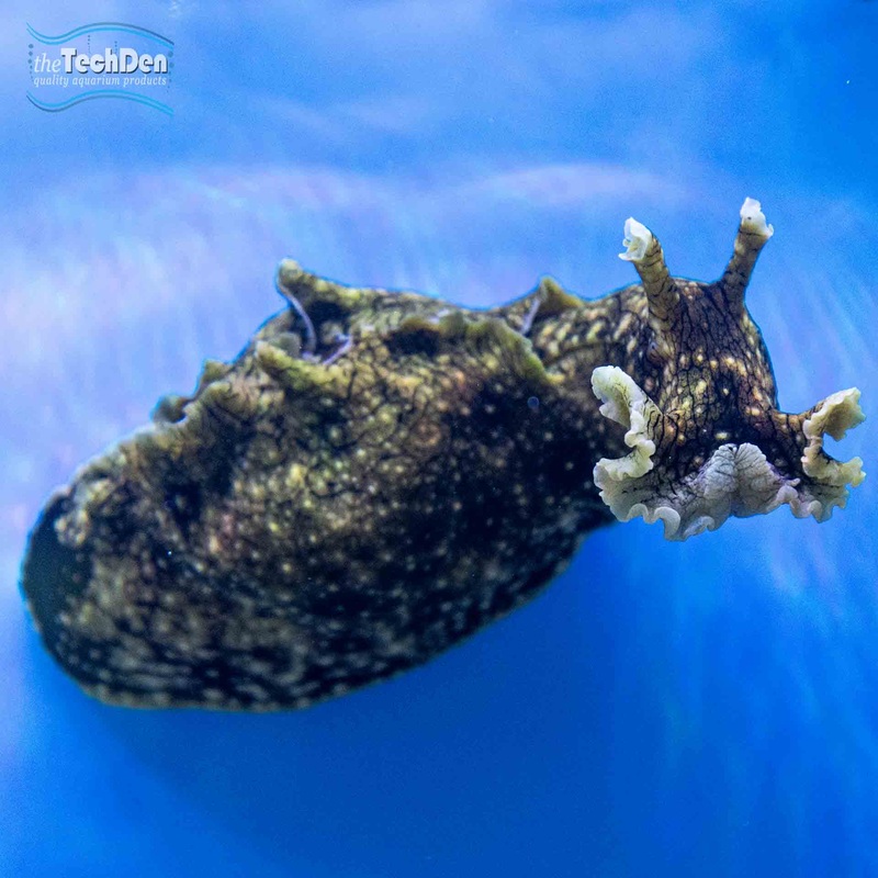 Sea Hare – (No Online Purchases)