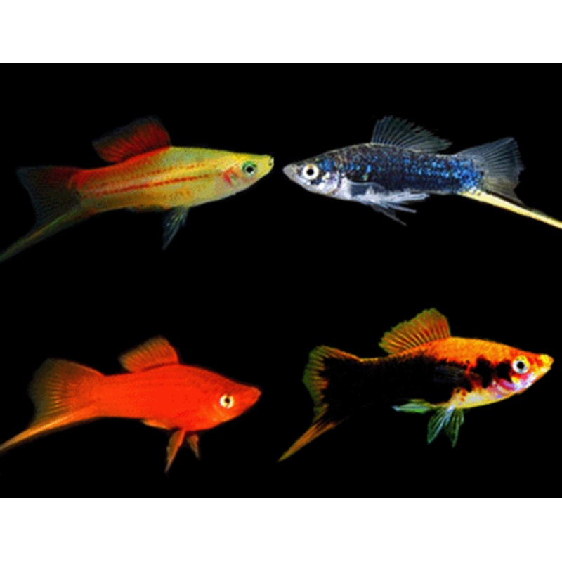 Swordtails “Xiphophorus helleri”
