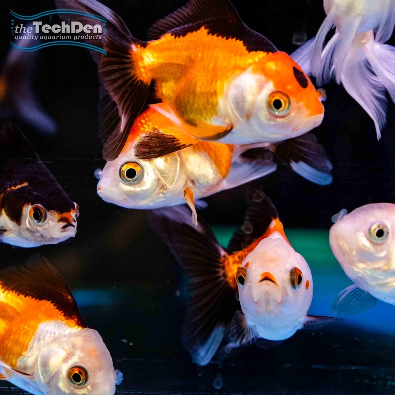 Tricolour Oranda Small – (No Online Purchases)