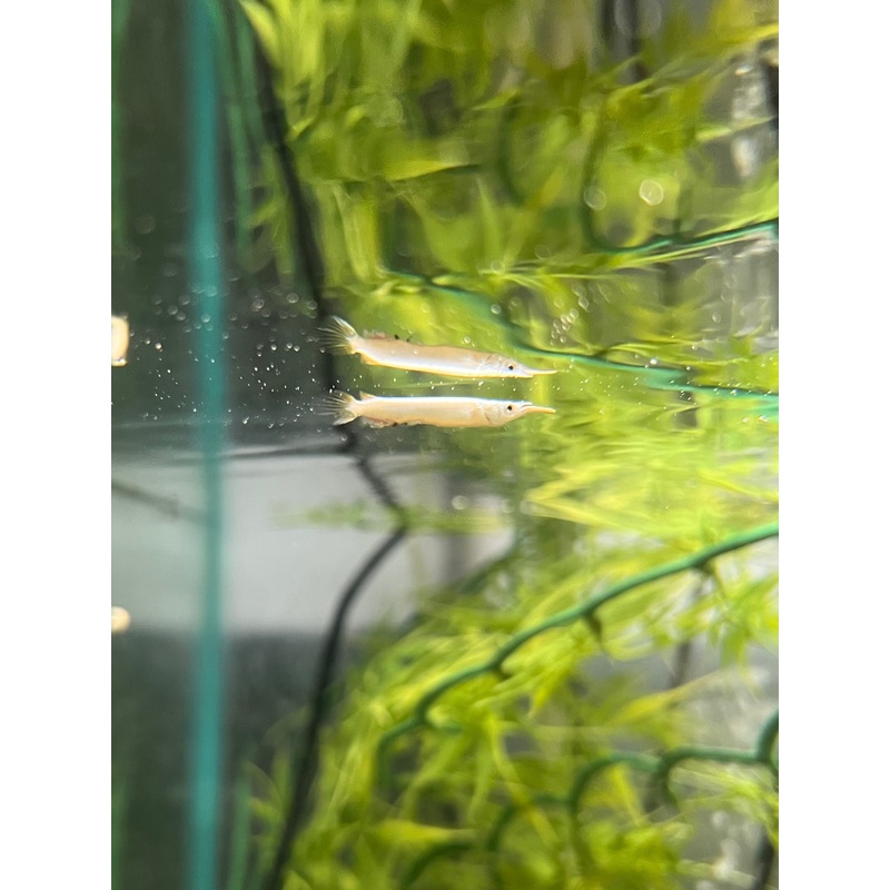 Wrestling Halfbeak