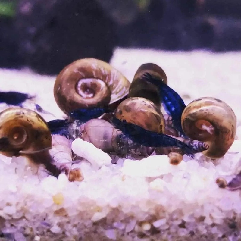 20 Blue Cherry Colony Starter – Free Shipping