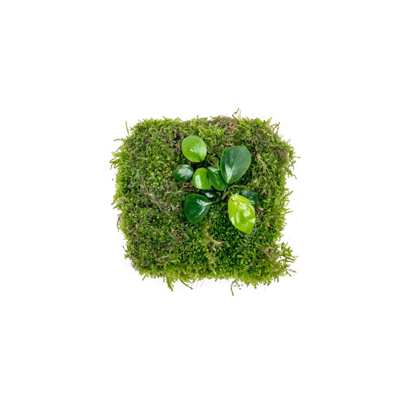 Anubias Nana & Christmas Moss – Foresta Mat