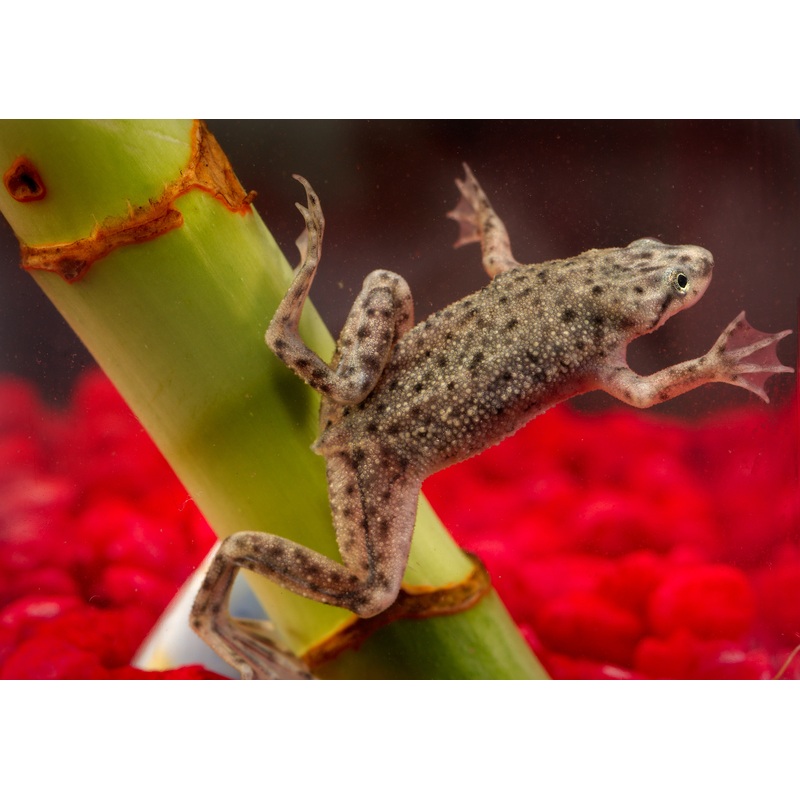 African Dwarf Clawed Frog “Hymenochirus boettgeri”