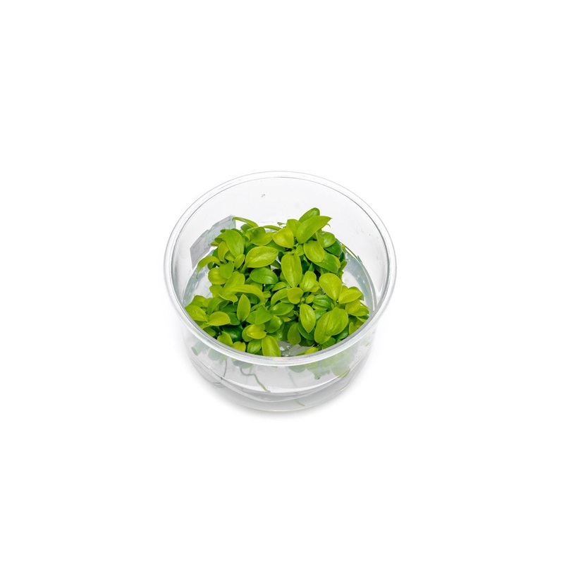 Anubias Nana Golden Tissue Culture
