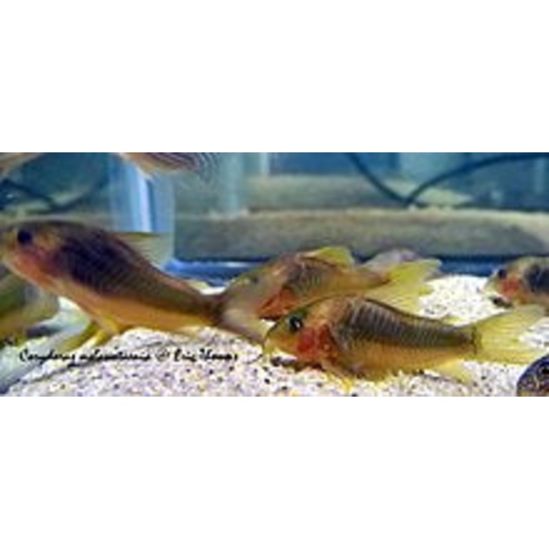 Green-Gold Corydoras