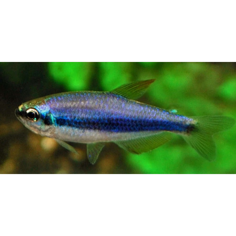 Blue Emperor Tetra “Inpaichthys Kerri”