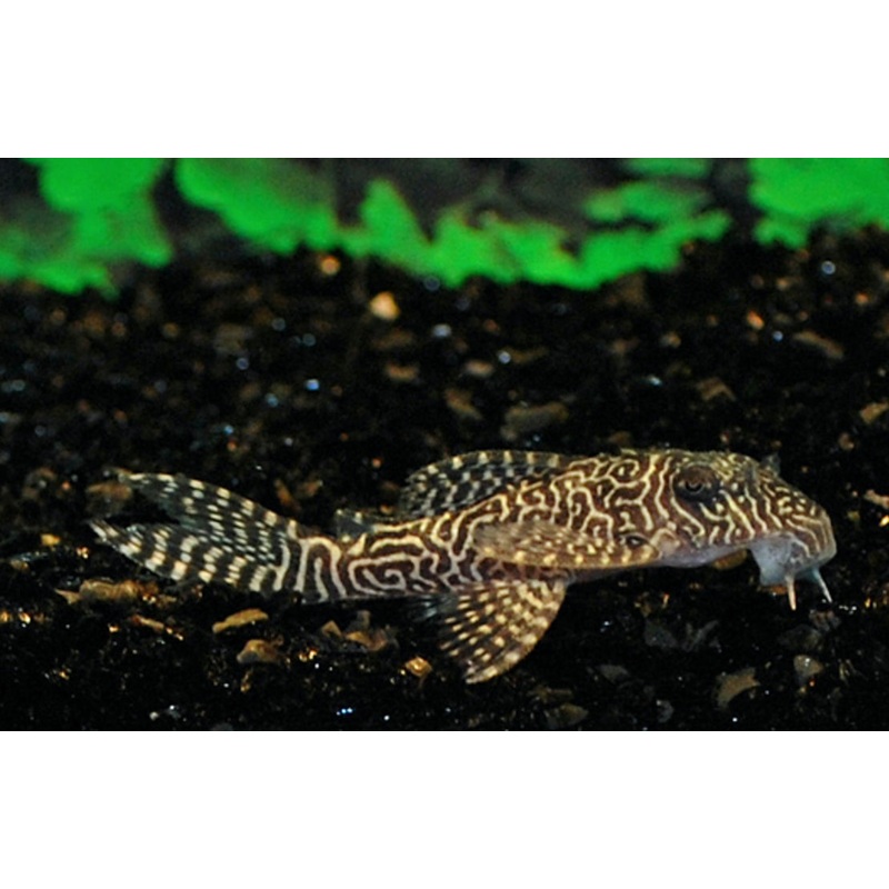 L411 Monte Dourado Pleco