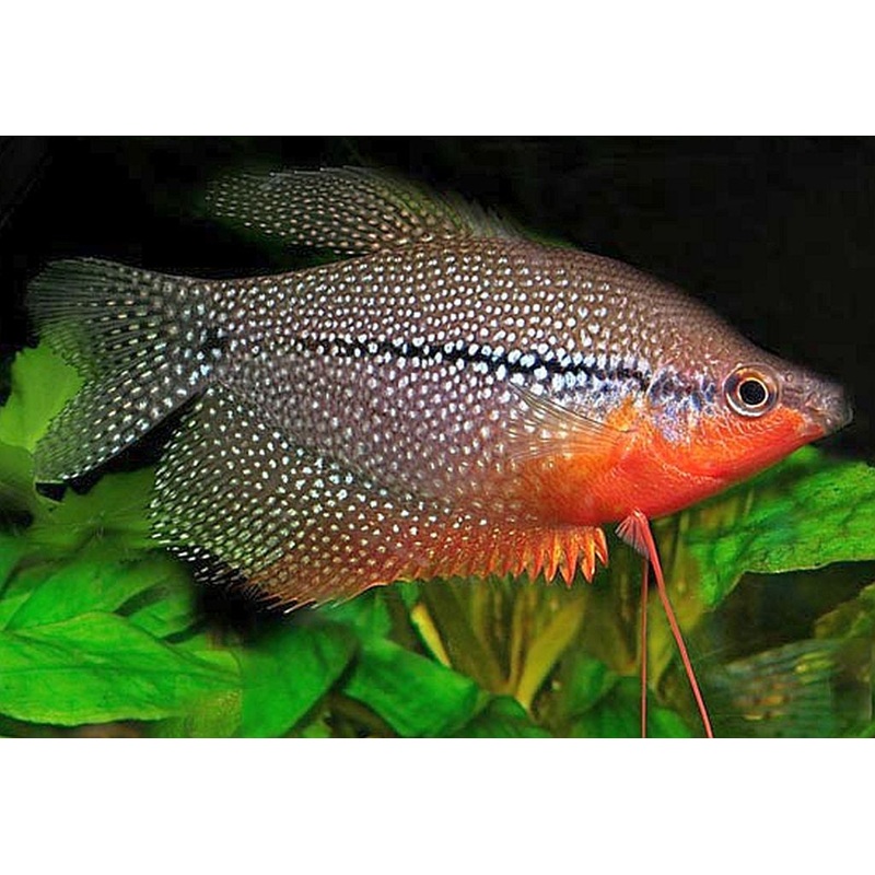 Pearl Gourami – “Trichogaster leeri”